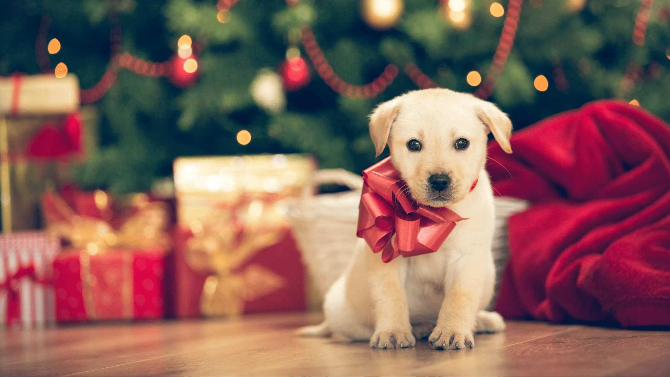 How to Make the Holidays Safer for Pets
