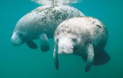 Manatee Appreciation Day